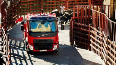 Un Volvo FL es perseguido por toros