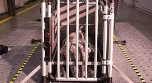 Subaru al rescate de las mascotas