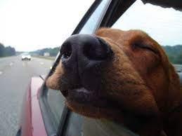 Consejos para viajar en auto con las mascotas