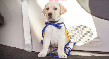 Foley la estrella de la nueva iniciativa canina PacifiPuppy