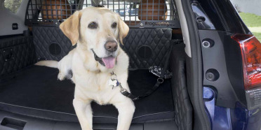 Nissan Rogue Dogue, SUV Pet-Friendly