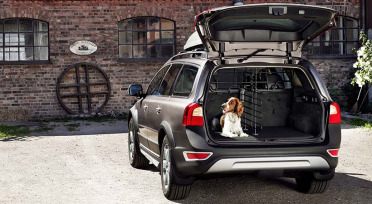 Perros, autos y los conductores que los aman ... y se preocupan