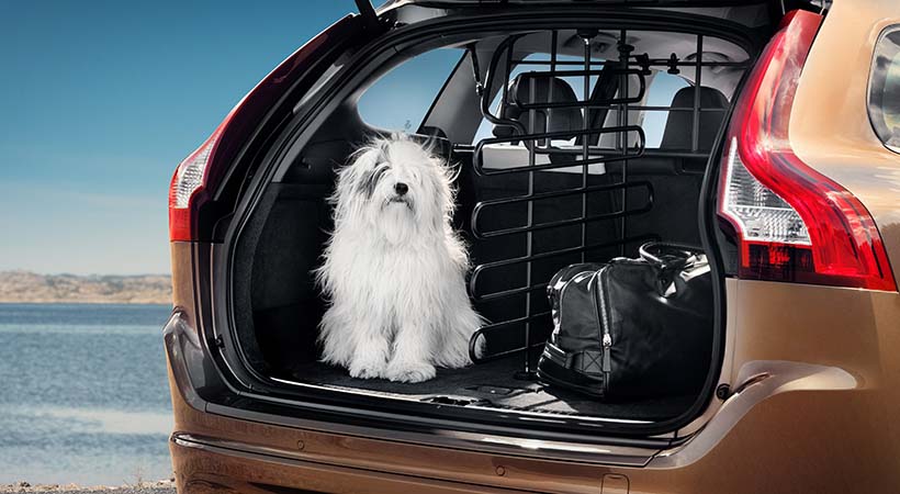 Perros, autos y los conductores que los ama