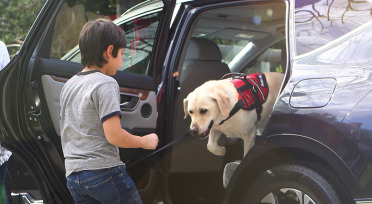 Tips para viajar con tu mascota segura