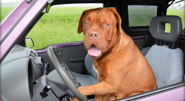 ¿Por qué las mascotas no deben viajar sueltas?