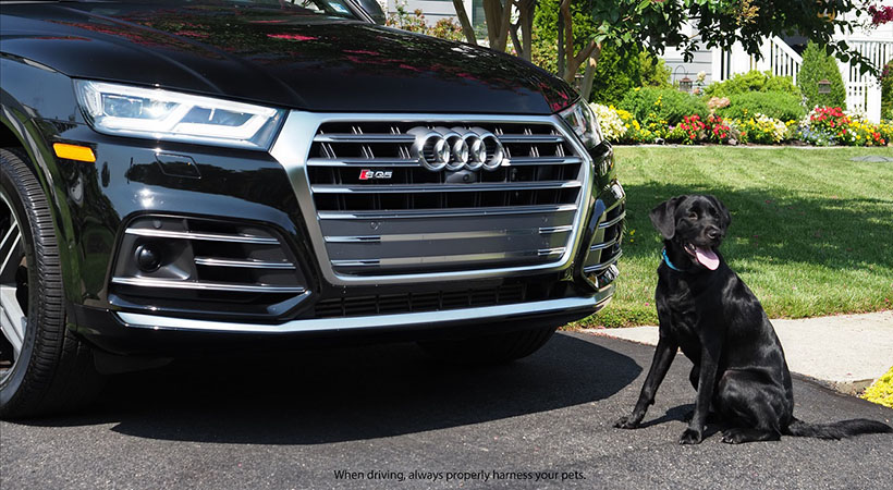 mejores vehículos para pasear con tu perro
