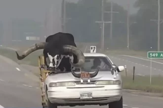 Lo detiene la policía por llevar de copiloto ¡Un enorme toro vivo!